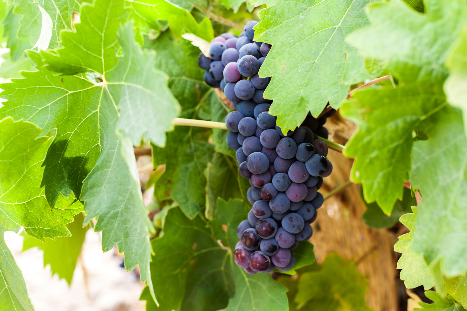 Orot Bodega - D.O. Toro - El viñedo