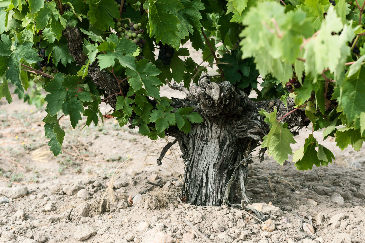 Orot Bodega - D.O. Toro - El viñedo