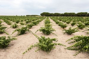Orot Bodega - D.O. Toro - El viñedo